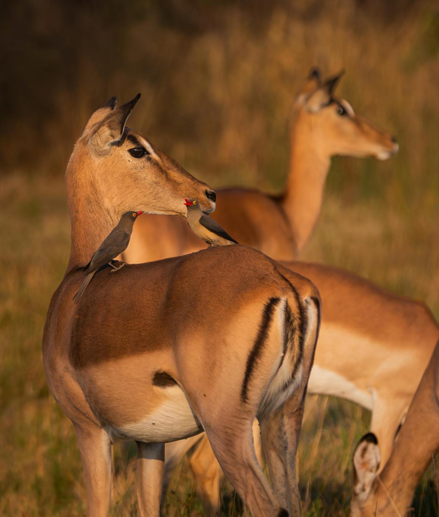 Out In Africa Wildlife Lodge Hammanskraal Ngoại thất bức ảnh